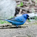 20150504-IMG_4291