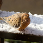 IMG_9914-26