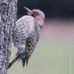 SundayBirds-5668