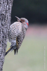 SundayBirds-5668