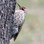 SundayBirds-5698