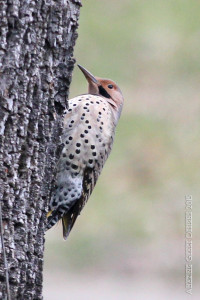 SundayBirds-5698