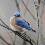 SundayBirds-5731