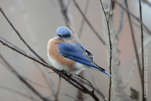 SundayBirds-5731