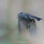 TitmouseinFlight-4342