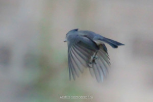 TitmouseinFlight-4342