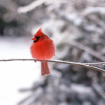 WednesdayBirds-7978