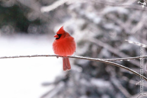 WednesdayBirds-7978