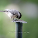 slider1a