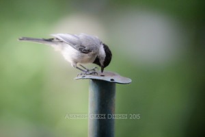 slider1a