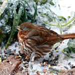 sparrowice