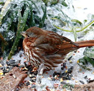 sparrowice
