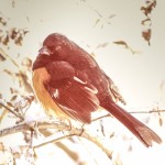 towhee