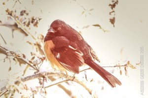 towhee